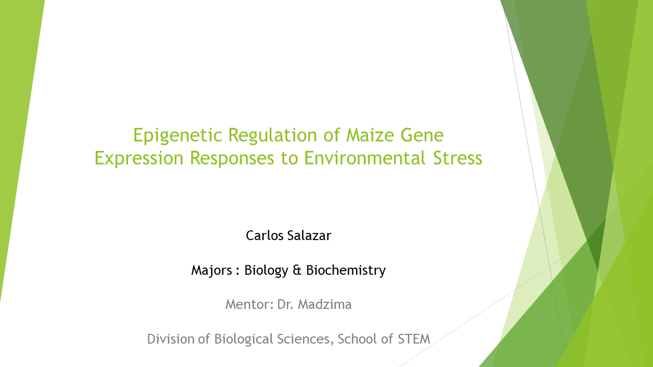 Epigenetic Regulation of Maize Gene Expression Responses to Environmental Stress Poster